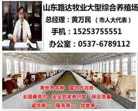 山东肉牛养殖市场动态与自费出国留学中介服务的对比分析